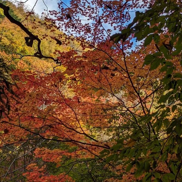 大山隱歧國立公園 🏔️🌳山林探險🚶🌲