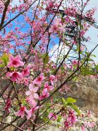 香港賞櫻花🌸😍