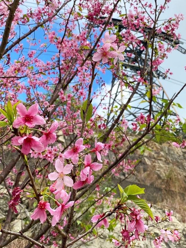 香港賞櫻花🌸😍 香港賞櫻花🌸😍