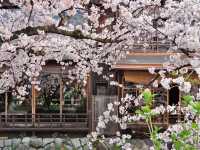 【京都市】水面に揺らぐ桜並木🌸