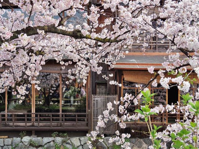 【京都市】水面に揺らぐ桜並木🌸