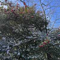 🌺🌺Camellia Hill🌺🌺