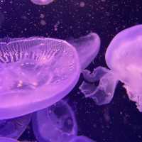 🇯🇵福岡東區海之中道 海洋世界與魚同游🐠