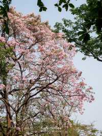 🌸🌸 พาถ่ายรูปดอกชมพูพันธ์ุทิพย์ที่สวนรถไฟ 