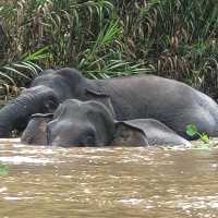 Borneo Elephants taking a river bath