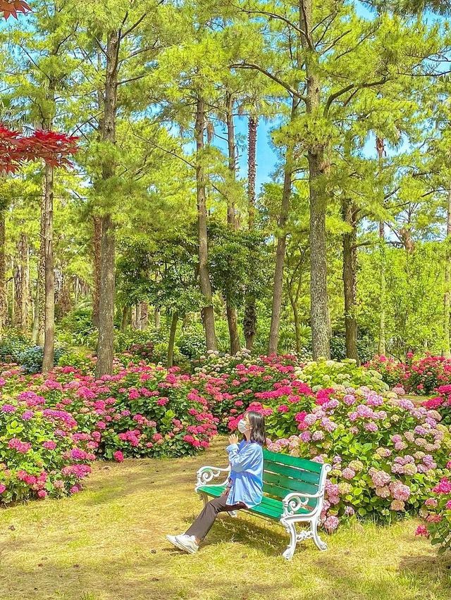 5월부터 시작되는 제주 수국시즌🌸