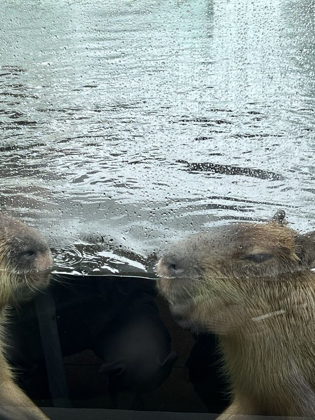 融合藝術與生物的新感覺水族館
