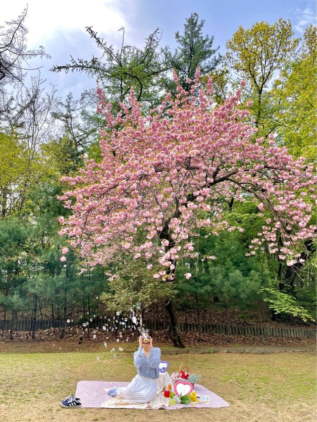 지금 서울에서 가장 예쁜 겹벚꽃 피크닉 스팟🌸