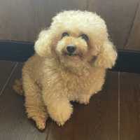 大埔大尾篤chill petcafe