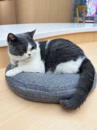 【貓貓控必去.無入場費貓Cafe🐈】