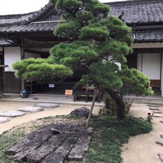 江户風彩🤩杵築城下町🤞🏻日本百大名城🫶🏻唯一三明治城下町