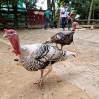 PETTING ZOO IN KLANG VALLEY