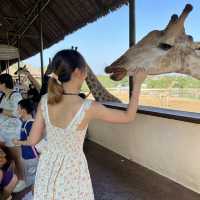 炎炎夏日🌞睇下動物🦓