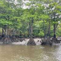 【沖縄県/西表島】仲間川マングローブクルーズ