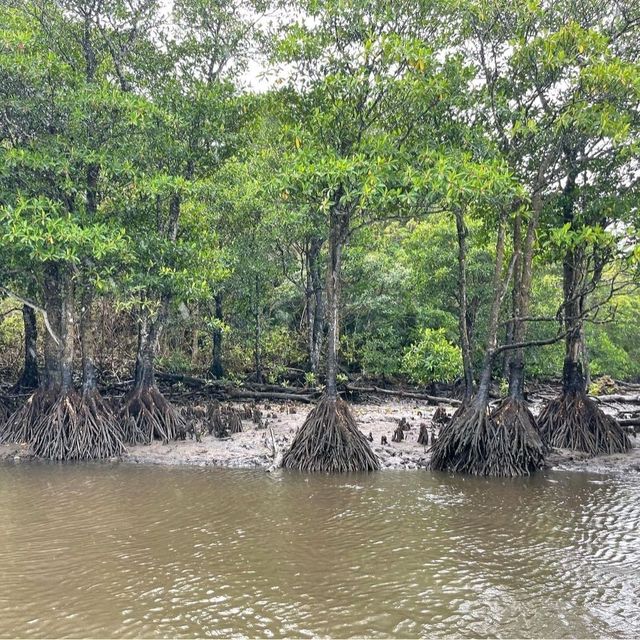 【沖縄県/西表島】仲間川マングローブクルーズ 【沖縄県/西表島】仲間川マングローブクルーズ