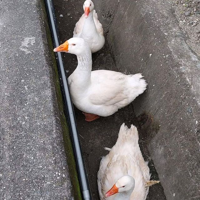 花蓮秘密基地💖💞與小叮噹拍照、孔雀開屏好美麗