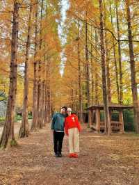 늦가을 즐기기 딱좋은 메타세콰이어길🍂