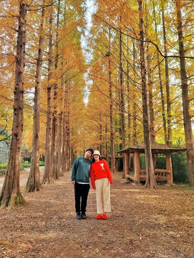 늦가을 즐기기 딱좋은 메타세콰이어길🍂