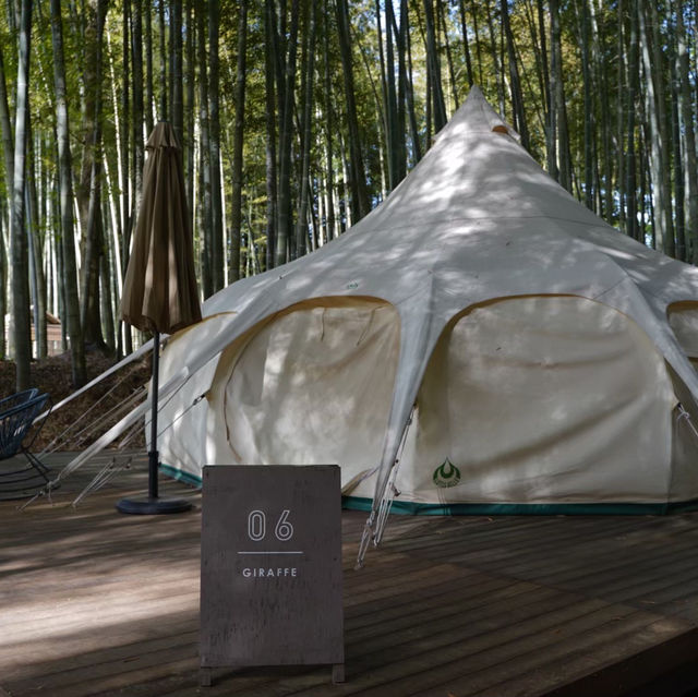 千葉観光　bamboo forest 