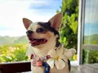 ไปรับลมหนาวกันที่ Royal Good View Resort & Farm 