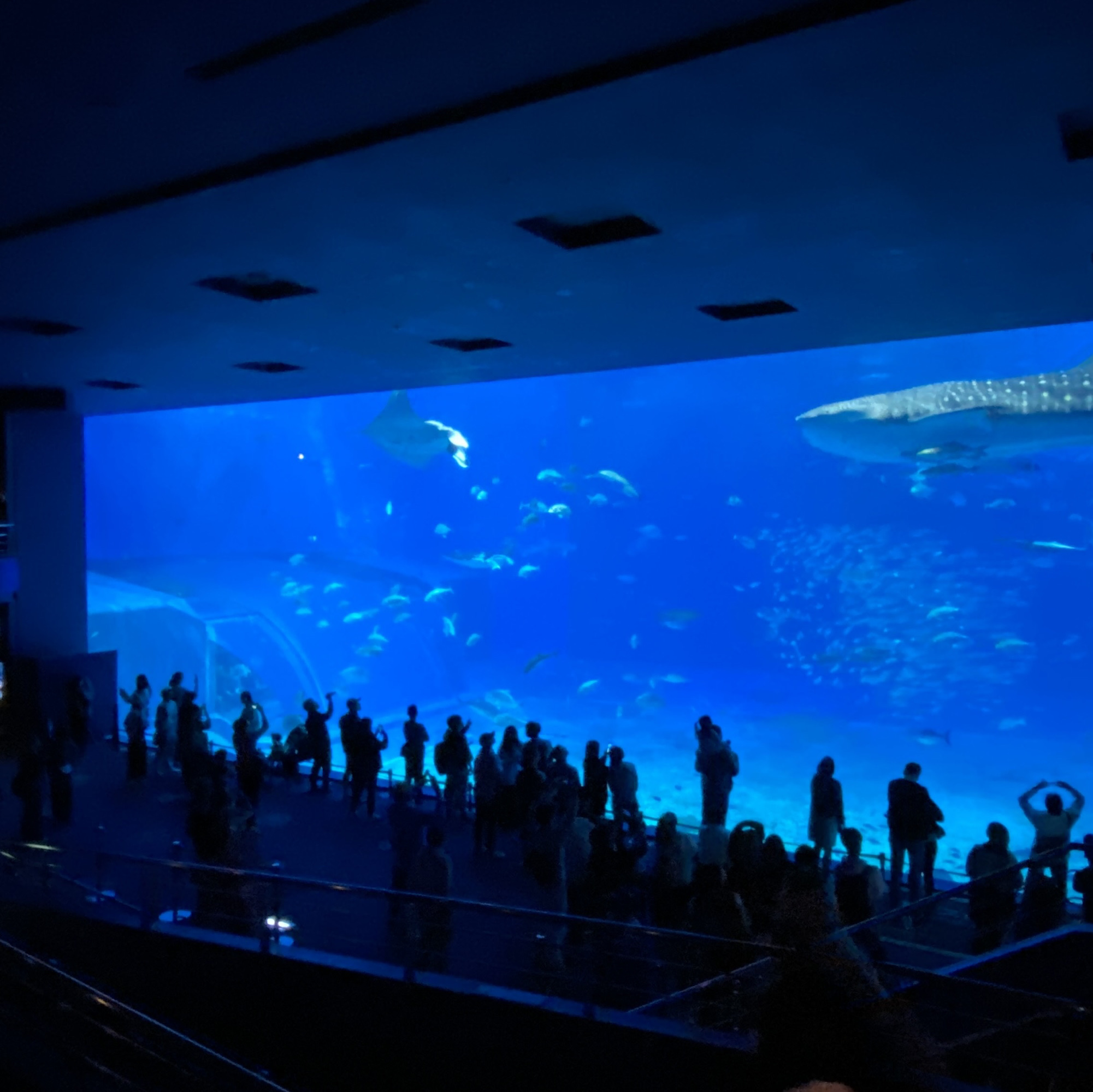 Just so AMAZING - Okinawa Churaumi Aquarium | Trip.com Motobu