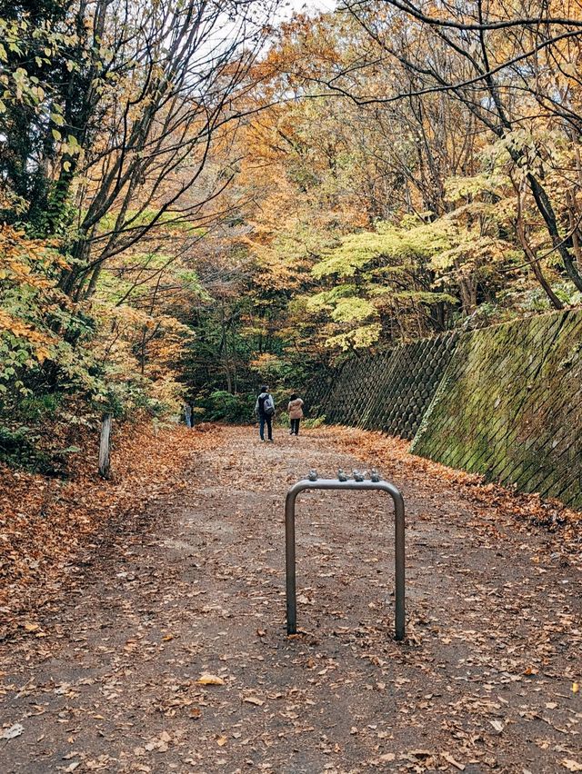 🇯🇵日本青森👣世界遺產 白神山地&十二湖 楓葉的顏色太美了😳