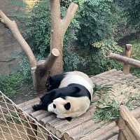 Fubao the panda world in Seoul 