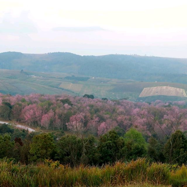 ภูลมโล ภูเขาสีชมพู
