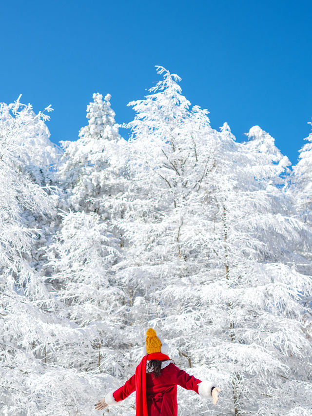 주차후1분! 눈꽃이 가득한 설산은 여기 만항재🏔️