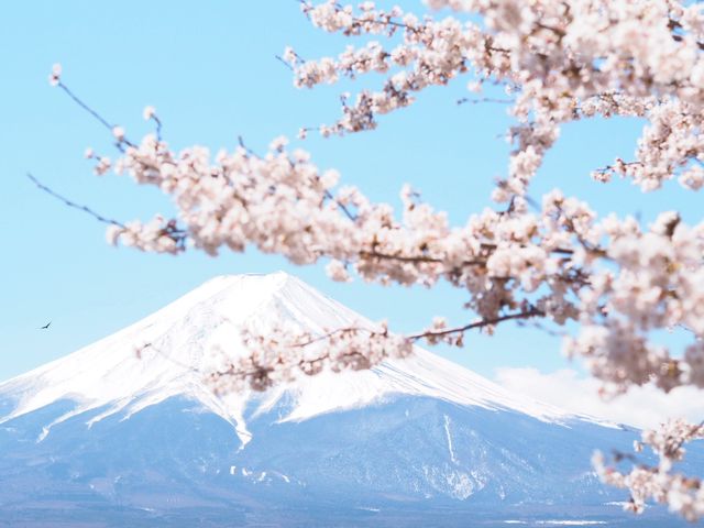 山梨県　新倉山 浅間公園 の桜