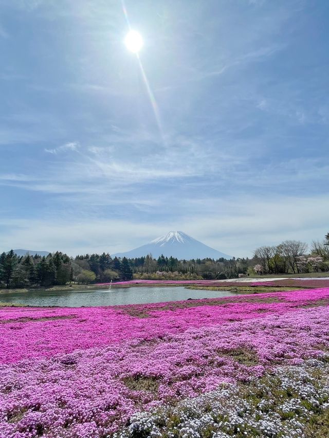 富士芝桜まつり（4月中旬〜