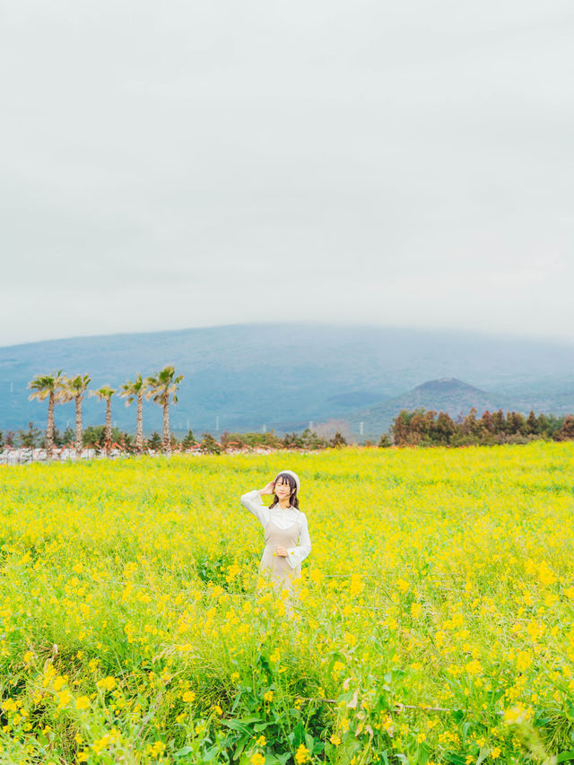 🌼제주는 지금 유채꽃이 아름답게 흩날리는 중 [제주, 휴애리자연생활공원]🌿