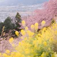 【神奈川】桜🌸×菜の花💛で春一色な「あぐりパーク嵯峨山苑」