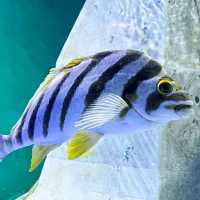 The Shikoku Aquarium, Utazu 🇯🇵