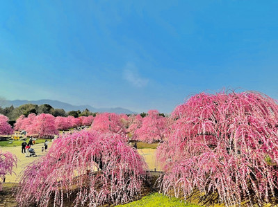 Suzuka forest garden | Trip.com Suzuka