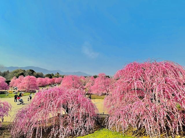 Suzuka forest garden 