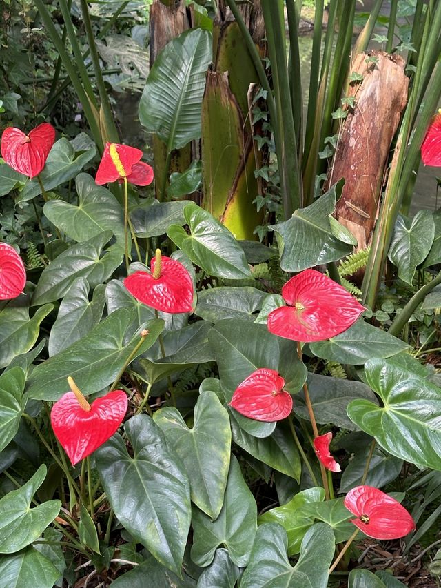 커다란 온실 정원에서 자연을 바라보며 🌴 실내 산책 데이트를 할 수 있는 양주 오랑주리 🌺