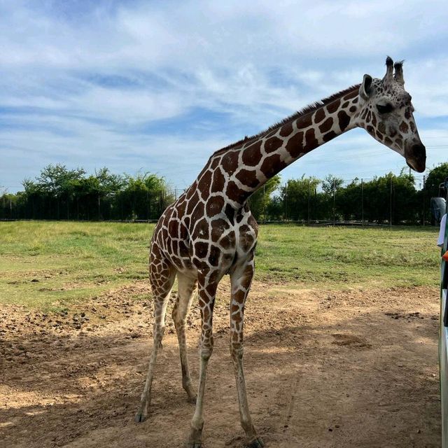 safaripark บ่อพลอย