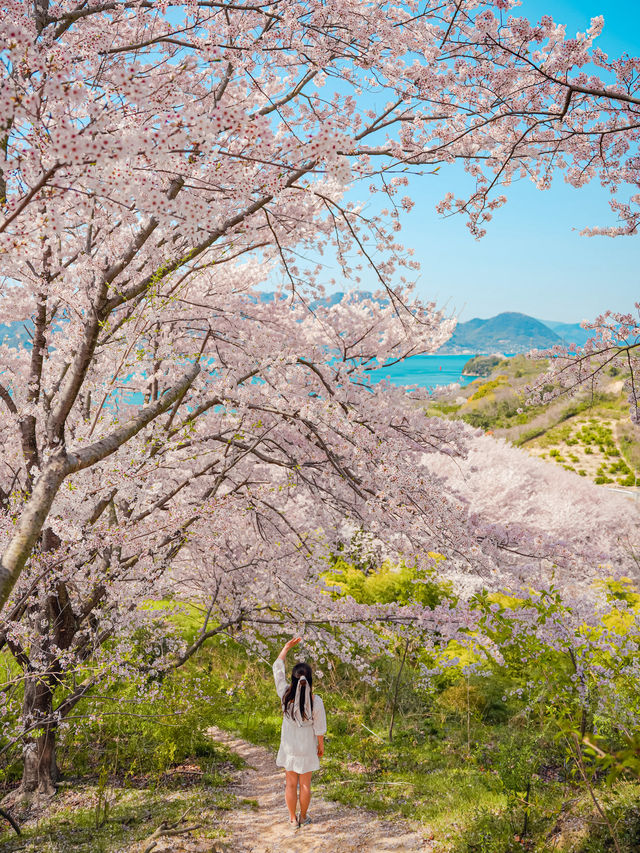 【広島】本当は教えたくない！瀬戸内海の離島にある絶景すぎる桜のトンネル！