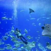 「倫敦海洋生物水族館」：驚嘆景點，深入瞭解海洋生物