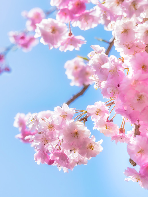 西湖いやしの里根場の桜🌸 | Trip.com Fujikawaguchiko