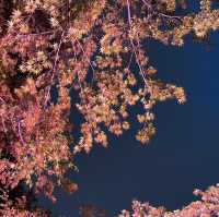 【白金台】八芳園で桜を堪能