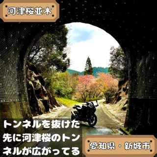 河津櫻並木