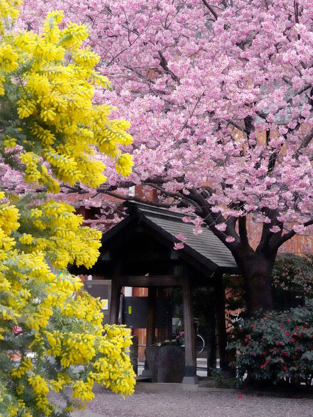 東京櫻花雙色花秘境、藏前神社