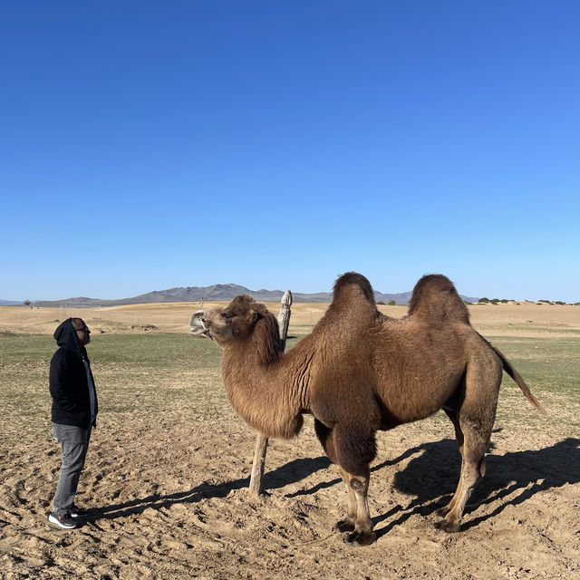 The golden endless sands of Gobi Desert 