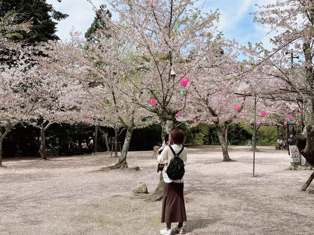 【桜と鳥居のコラボ★】厳島神社