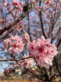 櫻花在陽光照射下感覺特別美麗