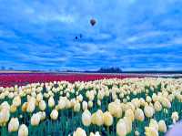 Wooden Shoe Tulip Farm