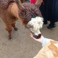 Alpaca World Trip