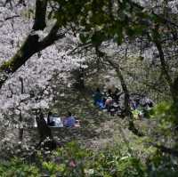 ซากุระชมพูอ่อน สวน Nishi park